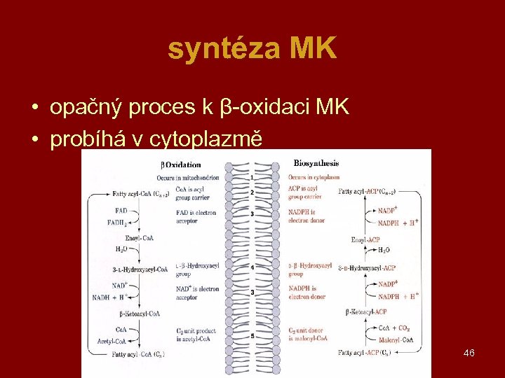 syntéza MK • opačný proces k β-oxidaci MK • probíhá v cytoplazmě 46 