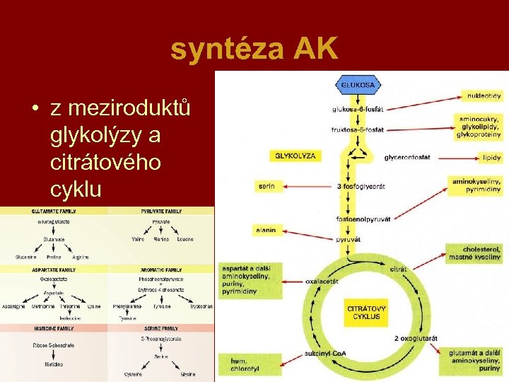 syntéza AK • z meziroduktů glykolýzy a citrátového cyklu 47 