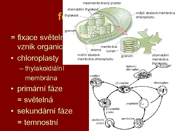 mezimembránový prostor stromatální thylakoid fotosyntéza thylakoid vnější obalová membrána chloroplastu granum = fixace světelné