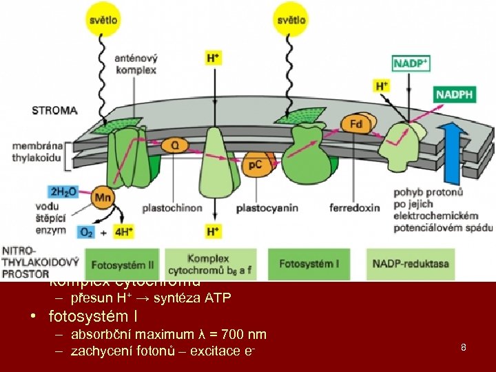 primární fáze fotosyntézy • vznik ATP a NADPH → sekundární fáze • fotolýza vody