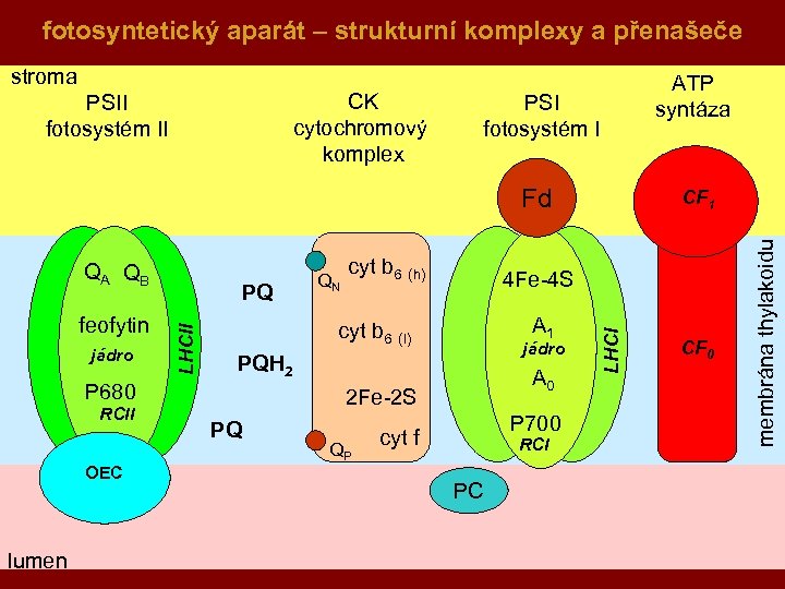 fotosyntetický aparát – strukturní komplexy a přenašeče stroma PSI fotosystém I Fd jádro LHCII