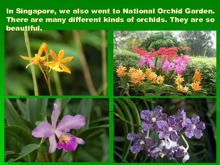 In Singapore, we also went to National Orchid Garden. There are many different kinds