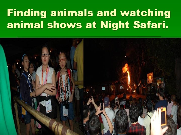 Finding animals and watching animal shows at Night Safari. 