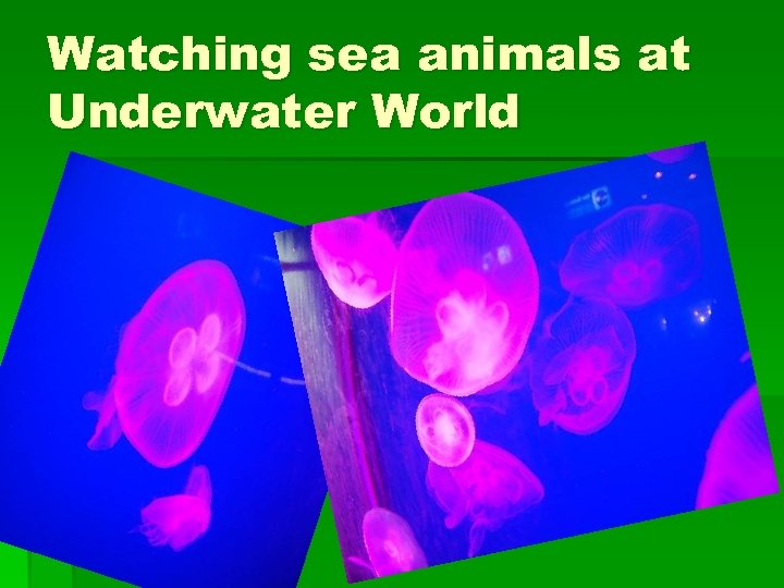 Watching sea animals at Underwater World 