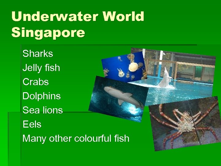 Underwater World Singapore Sharks Jelly fish Crabs Dolphins Sea lions Eels Many other colourful