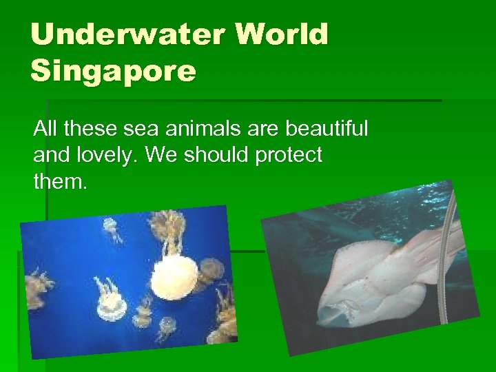 Underwater World Singapore All these sea animals are beautiful and lovely. We should protect