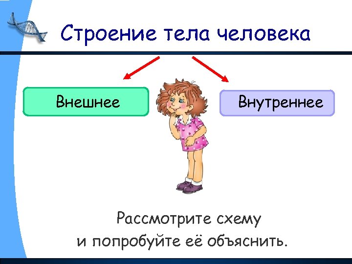 Строение тела человека Внешнее Внутреннее Рассмотрите схему и попробуйте её объяснить. 