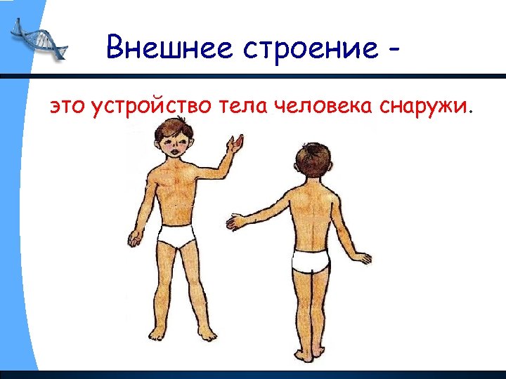 Внешнее строение это устройство тела человека снаружи. 