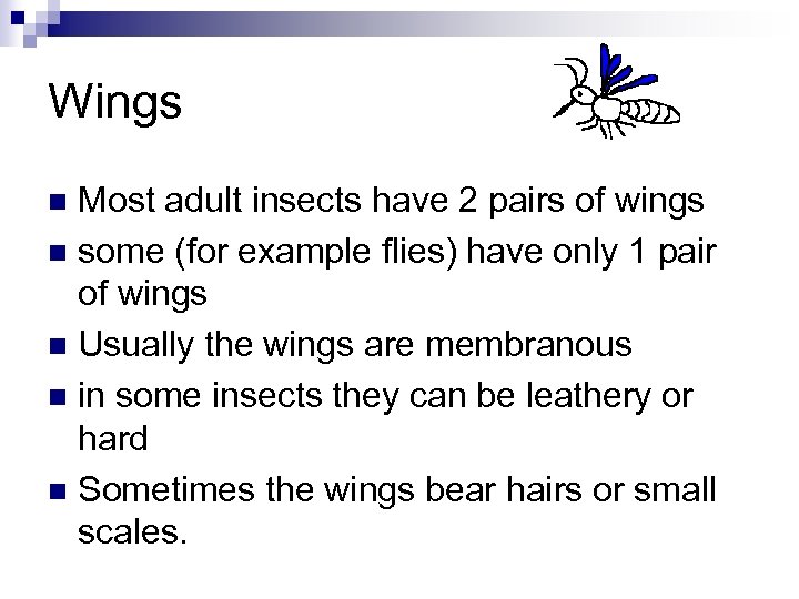 Wings Most adult insects have 2 pairs of wings n some (for example flies)
