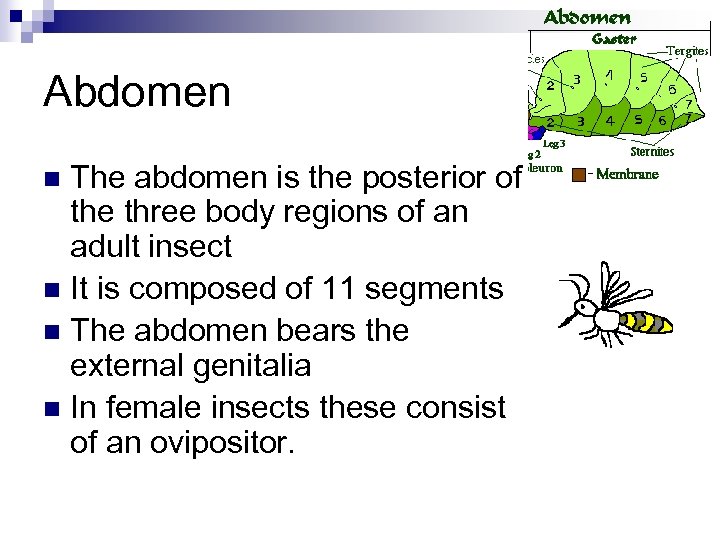 Abdomen The abdomen is the posterior of the three body regions of an adult