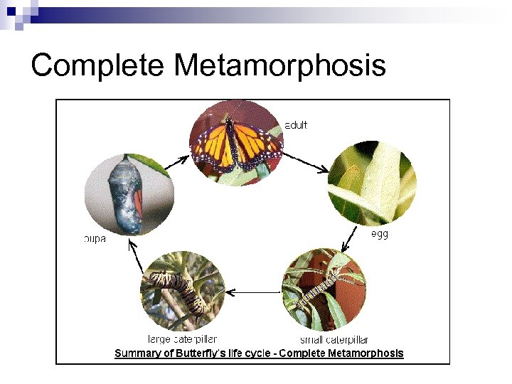 Complete Metamorphosis 