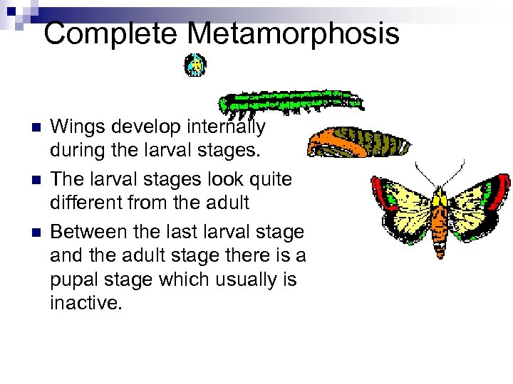 Complete Metamorphosis n n n Wings develop internally during the larval stages. The larval