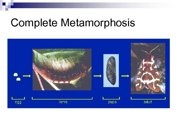 Complete Metamorphosis 
