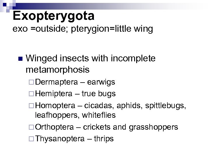Exopterygota exo =outside; pterygion=little wing n Winged insects with incomplete metamorphosis ¨ Dermaptera –