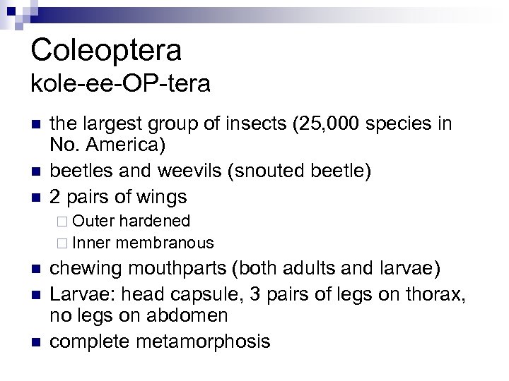 Coleoptera kole-ee-OP-tera n n n the largest group of insects (25, 000 species in