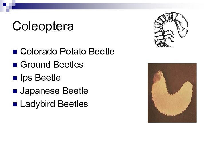 Coleoptera Colorado Potato Beetle n Ground Beetles n Ips Beetle n Japanese Beetle n