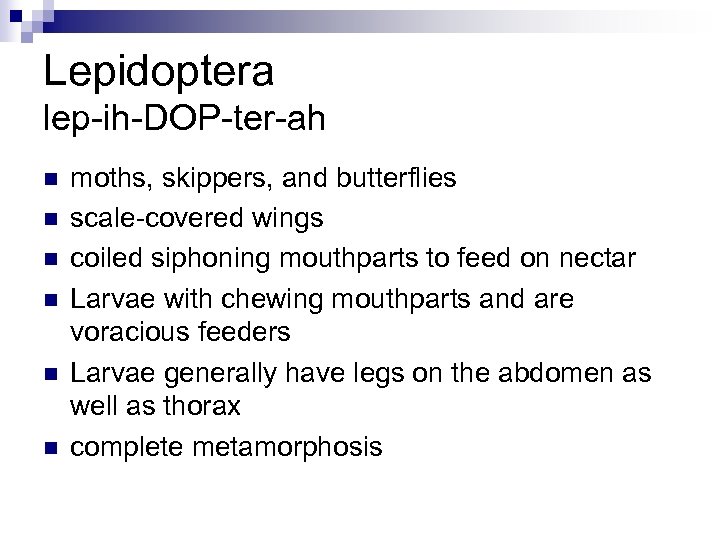 Lepidoptera lep-ih-DOP-ter-ah n n n moths, skippers, and butterflies scale-covered wings coiled siphoning mouthparts