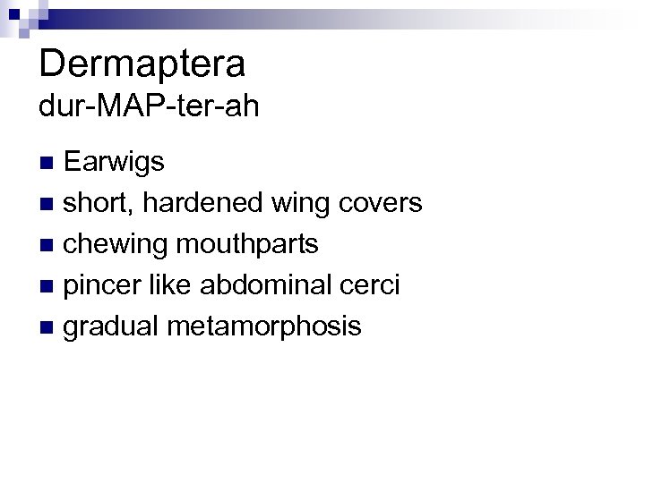 Dermaptera dur-MAP-ter-ah Earwigs n short, hardened wing covers n chewing mouthparts n pincer like