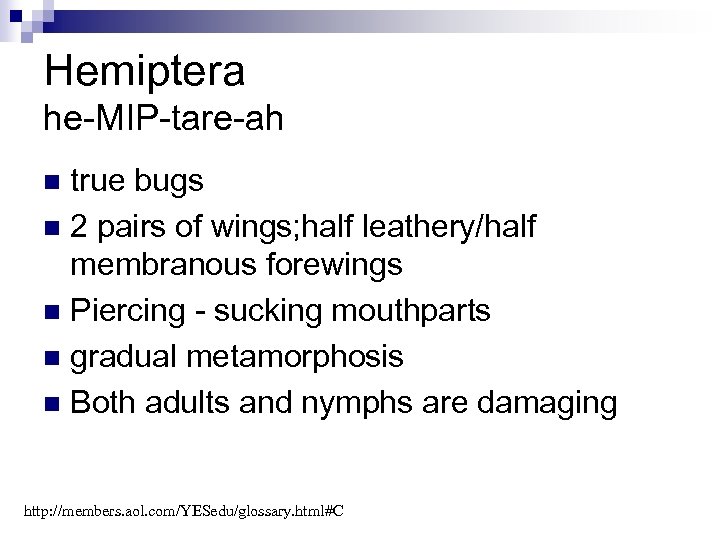 Hemiptera he-MIP-tare-ah true bugs n 2 pairs of wings; half leathery/half membranous forewings n