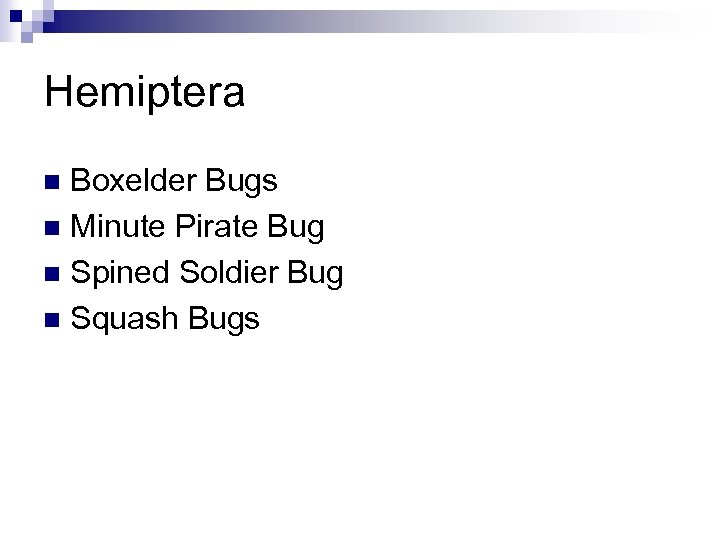 Hemiptera Boxelder Bugs n Minute Pirate Bug n Spined Soldier Bug n Squash Bugs