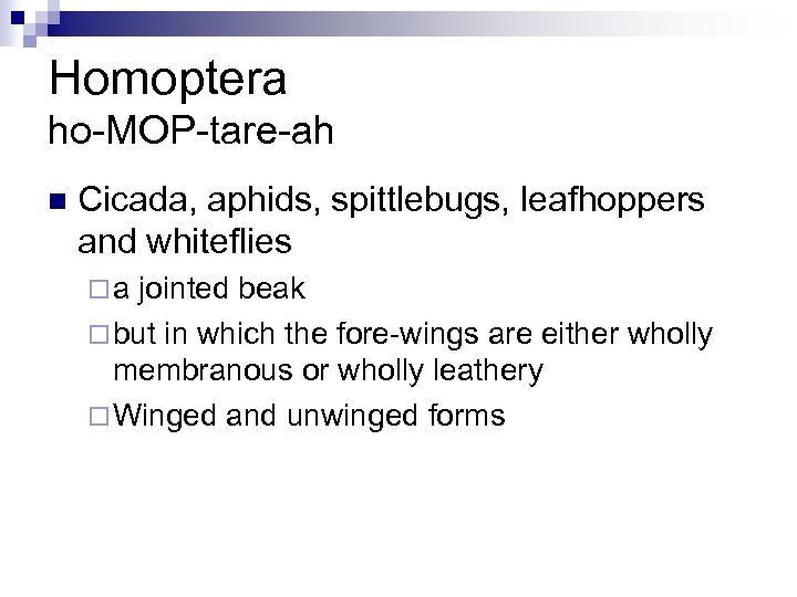 Homoptera ho-MOP-tare-ah n Cicada, aphids, spittlebugs, leafhoppers and whiteflies ¨a jointed beak ¨ but