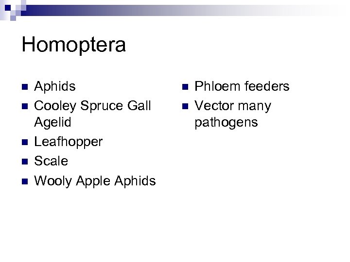 Homoptera n n n Aphids Cooley Spruce Gall Agelid Leafhopper Scale Wooly Apple Aphids