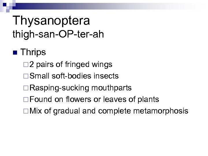 Thysanoptera thigh-san-OP-ter-ah n Thrips ¨ 2 pairs of fringed wings ¨ Small soft-bodies insects