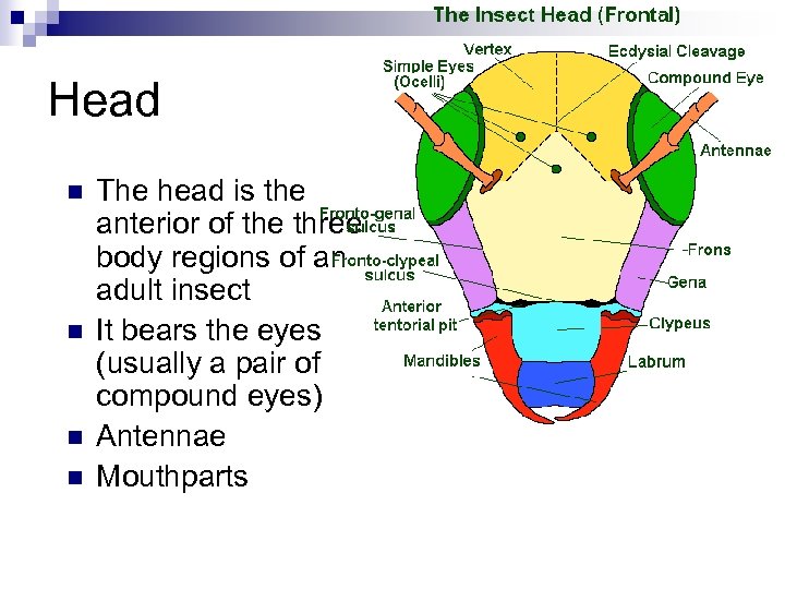 Head n n The head is the anterior of the three body regions of