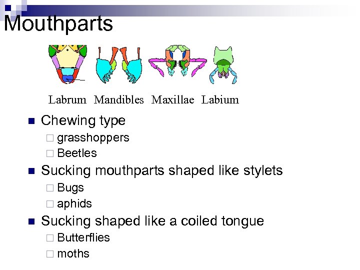 Mouthparts Labrum Mandibles Maxillae Labium n Chewing type ¨ grasshoppers ¨ Beetles n Sucking