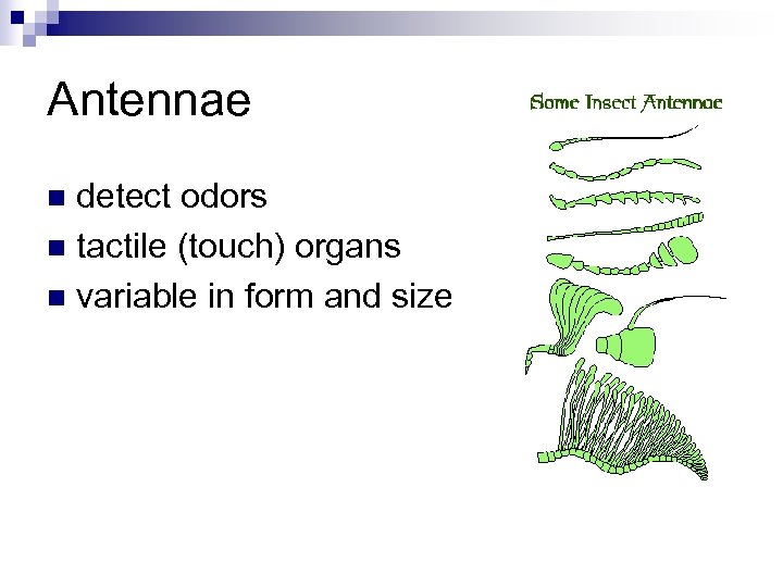 Antennae detect odors n tactile (touch) organs n variable in form and size n