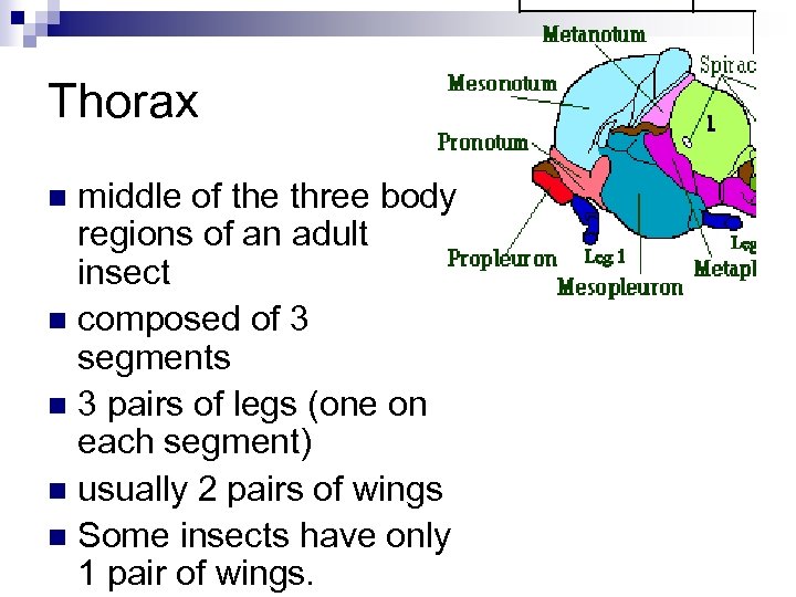 Thorax middle of the three body regions of an adult insect n composed of