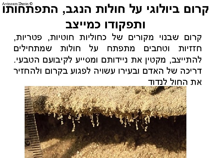  קרום ביולוגי על חולות הנגב, התפתחותו ותפקודו כמייצב © Avinoam Danin קרום שבנוי