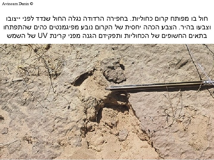  © Avinoam Danin חול בו מפותח קרום כחוליות. בחפירה הרדודה נגלה החול שנדד