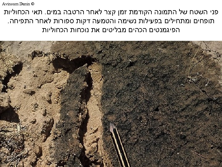  © Avinoam Danin פני השטח של התמונה הקודמת זמן קצר לאחר הרטבה במים.