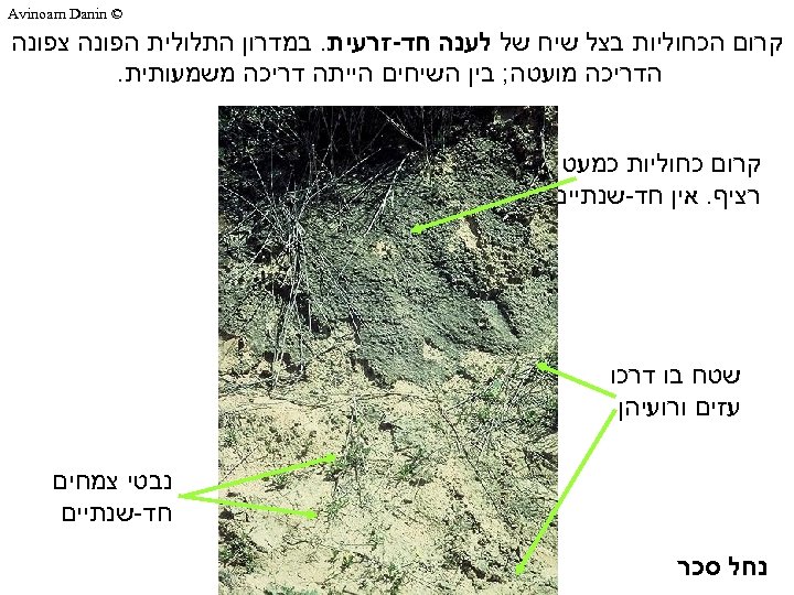  © Avinoam Danin קרום הכחוליות בצל שיח של לענה חד-זרעית. במדרון התלולית הפונה