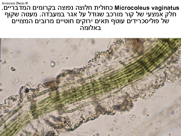  © Avinoam Danin Microcoleus vaginatus כחולית חלוצה נפוצה בקרומים המדבריים. חלק אמצעי של