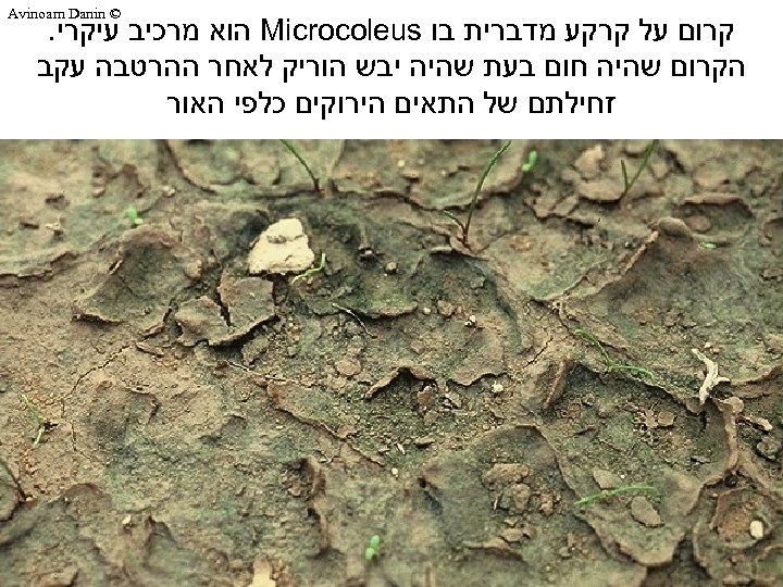  © Avinoam Danin קרום על קרקע מדברית בו Microcoleus הוא מרכיב עיקרי. הקרום