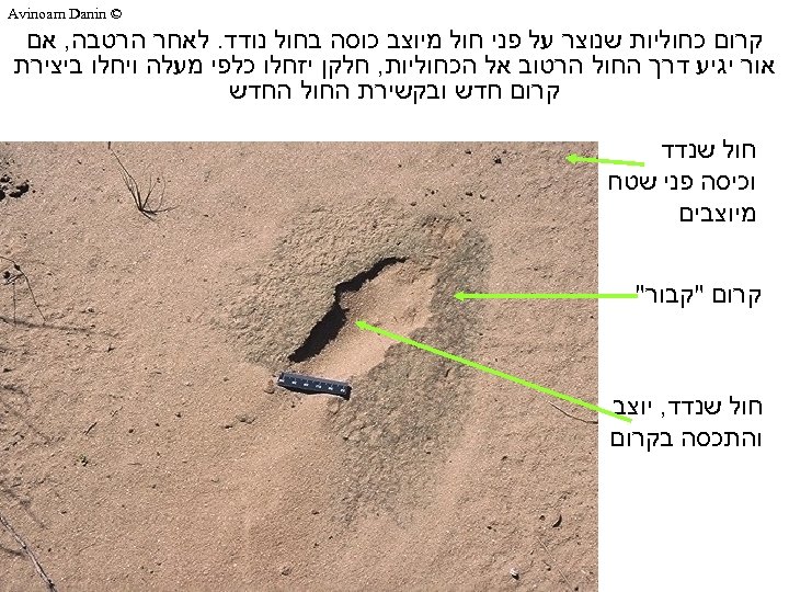  © Avinoam Danin קרום כחוליות שנוצר על פני חול מיוצב כוסה בחול נודד.