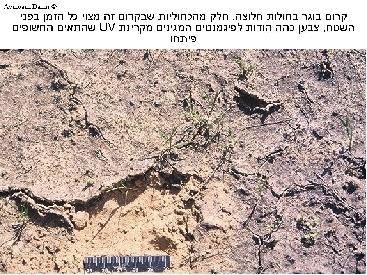  © Avinoam Danin קרום בוגר בחולות חלוצה. חלק מהכחוליות שבקרום זה מצוי כל