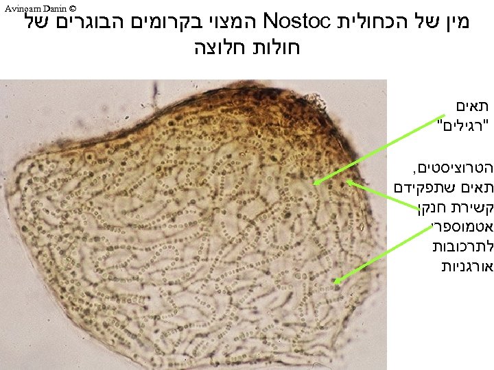  © Avinoam Danin מין של הכחולית Nostoc המצוי בקרומים הבוגרים של חולות חלוצה