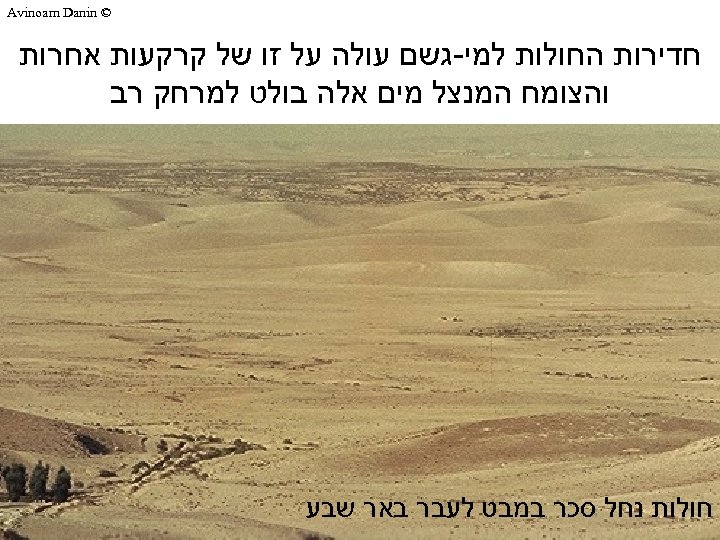  © Avinoam Danin חדירות החולות למי-גשם עולה על זו של קרקעות אחרות והצומח