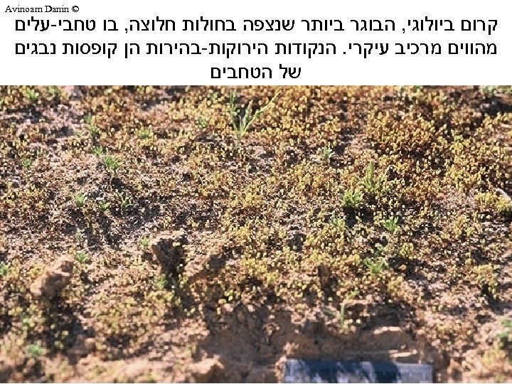  © Avinoam Danin קרום ביולוגי, הבוגר ביותר שנצפה בחולות חלוצה, בו טחבי-עלים מהווים