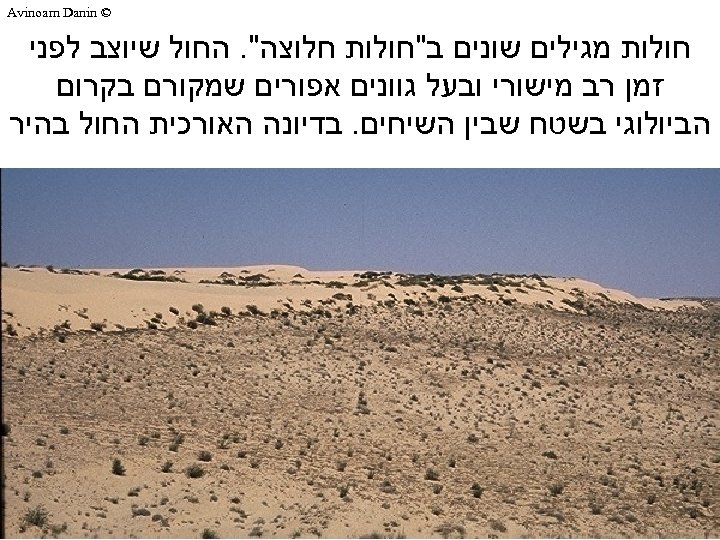  © Avinoam Danin חולות מגילים שונים ב