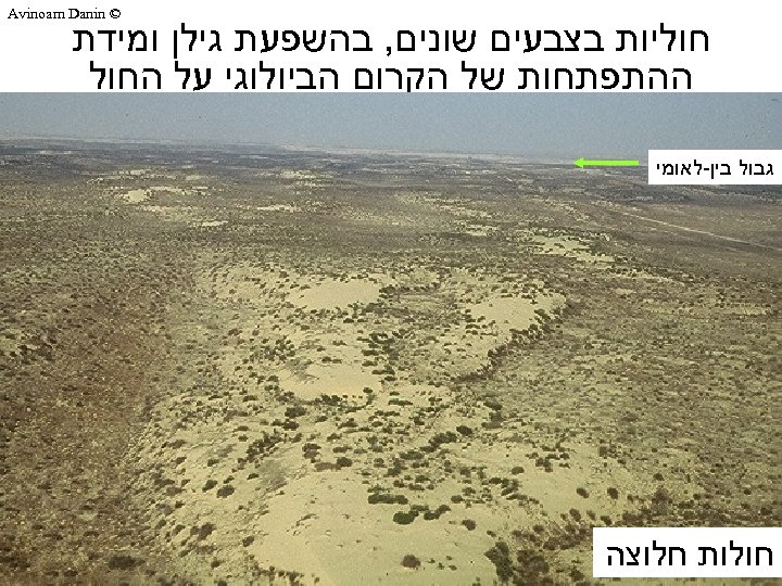  © Avinoam Danin חוליות בצבעים שונים, בהשפעת גילן ומידת ההתפתחות של הקרום הביולוגי