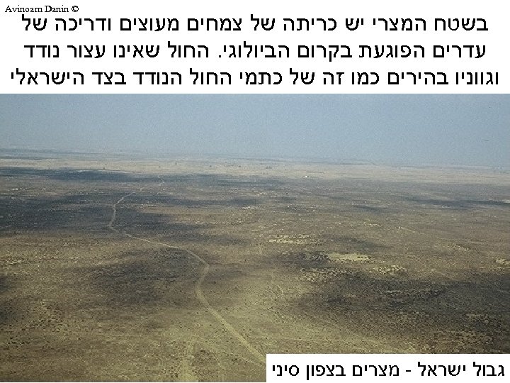  © Avinoam Danin בשטח המצרי יש כריתה של צמחים מעוצים ודריכה של עדרים