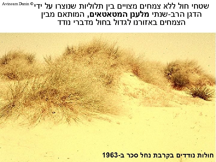  שטחי חול ללא צמחים מצויים בין תלוליות שנוצרו על ידי הדגן הרב-שנתי מלענן