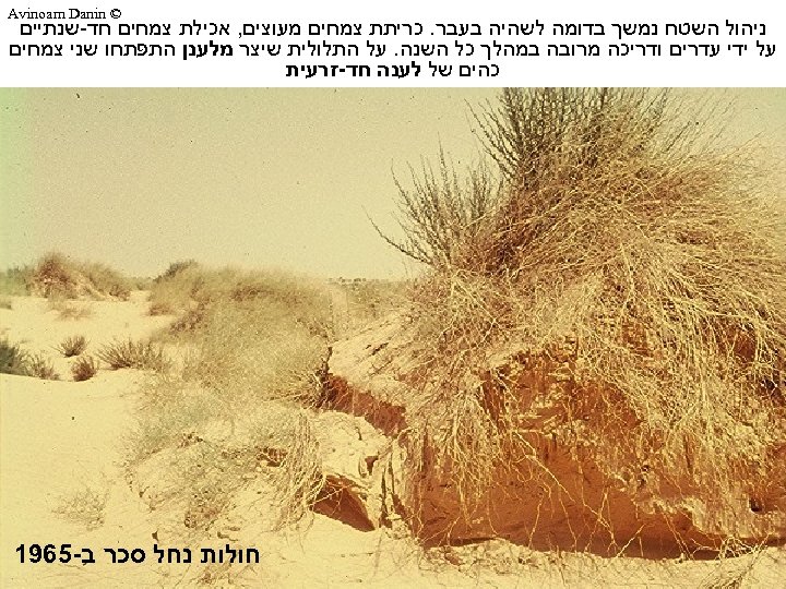  © Avinoam Danin ניהול השטח נמשך בדומה לשהיה בעבר. כריתת צמחים מעוצים, אכילת