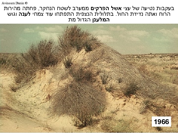  © Avinoam Danin בעקבות נטיעה של עצי אשל הפרקים ממערב לשטח הנחקר, פחתה