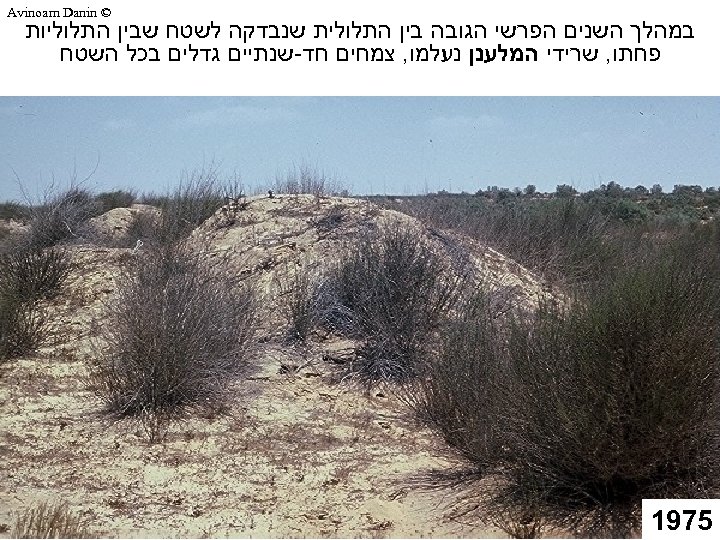  © Avinoam Danin במהלך השנים הפרשי הגובה בין התלולית שנבדקה לשטח שבין התלוליות