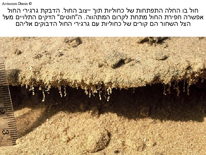  © Avinoam Danin חול בו החלה התפתחות של כחוליות תוך ייצוב החול. הדבקת